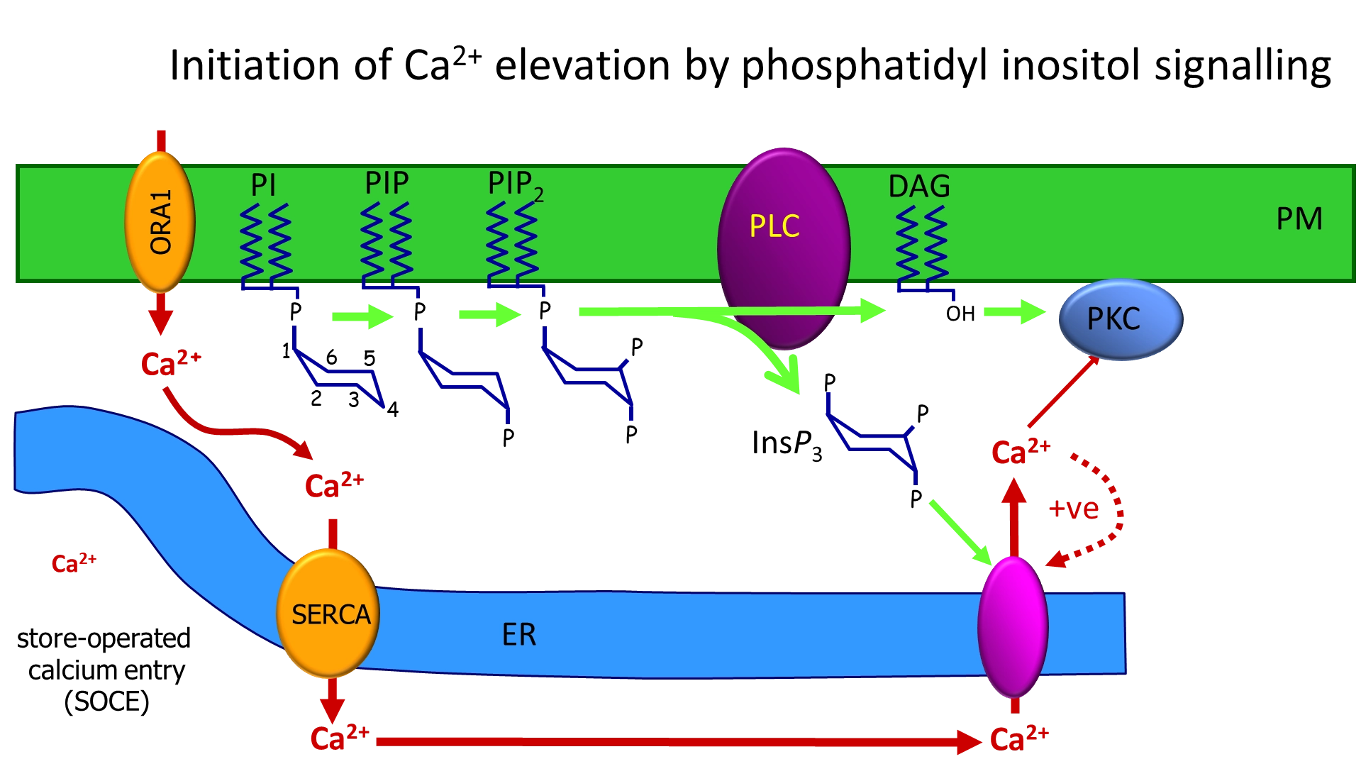 <ul><li><p>when the enzyme <strong>phospholipase C</strong> (PLC) is activated, it cleaves<strong> PIP<sub>2</sub> </strong>(phosphatidyl inositol with two inositol phosphorylations) in the membrane</p></li><li><p>this releases inositol triphosphate (<strong>IP3</strong>) and leaves diacylglycerol in the membrane</p></li><li><p>IP3 binds to a <strong>calcium channel IP3 receptor</strong> in the <strong>endoplasmic reticulum</strong></p></li><li><p>this causes calcium release, and further <strong>calcium-induced calcium release </strong>from nearby channels (positive feedback) to produce a calcium puff/spark</p></li><li><p>in an <strong>all or nothing </strong>response, multiple localised sparks are needed to reach a <strong>threshold </strong>for the <strong>regenerative calcium wave </strong>to propagate around the cell, which triggers many events in early development</p></li></ul><p></p><ul><li><p>this process <strong>depletes </strong>the ER of calcium, which needs to be replenished</p></li><li><p>a complex across the ER detects this depletion and links to a channel in the PM to allow calcium back in</p></li></ul><p></p>