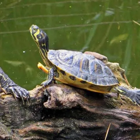 <p>what is the family level name for pond turtles?</p>