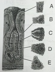 <p>which of the cells secretes intrinsic factor?</p>