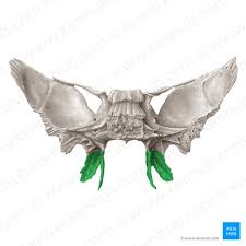 <p>what is this? R/ L</p>