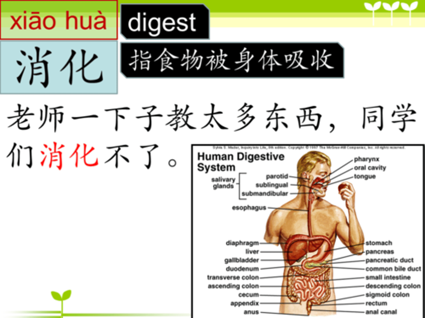 <p>tiêu hóa / sự tiêu hóa Standard fibers help your body to ___________ food more easily.</p>