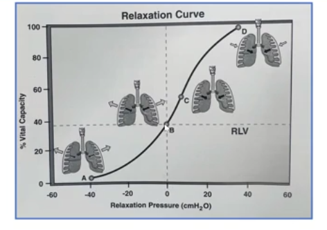 <p>forces act to decrease lung volume</p>