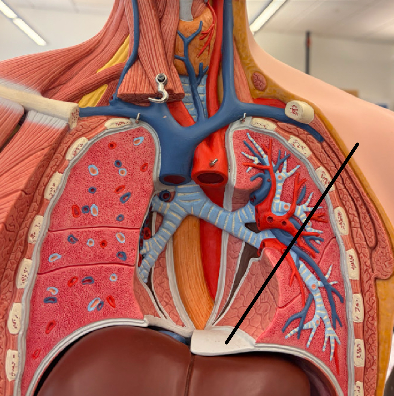 <p>Large, flat muscle at the bottom of the chest cavity that helps with breathing</p>
