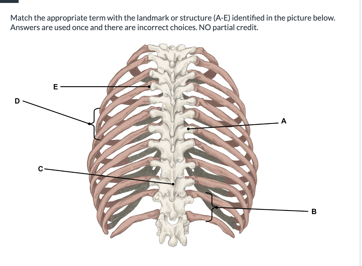 <p>Match the appropriate term with the landmark or structure </p>
