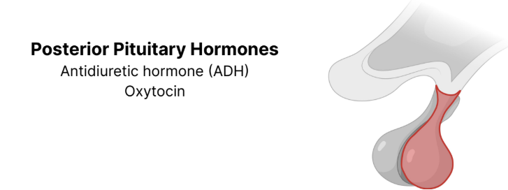 <p><strong>Posterior Pituitary (Neurohypophysis)</strong>: The direct <strong>neuronal extension </strong>of the hypothalamus constructed of <strong>neuronal tissue</strong></p><ul><li><p><strong>Stores </strong>and <strong>releases </strong>hormones produced by the <strong>hypothalamus</strong></p></li></ul><p></p>