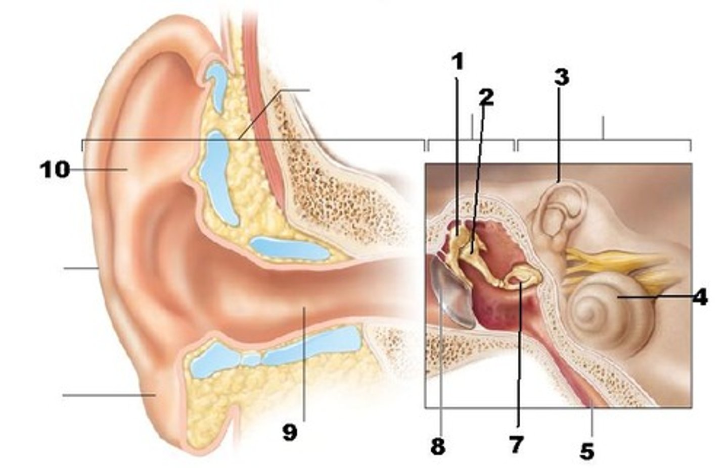 <p>Name part #7 of the middle ear.</p>