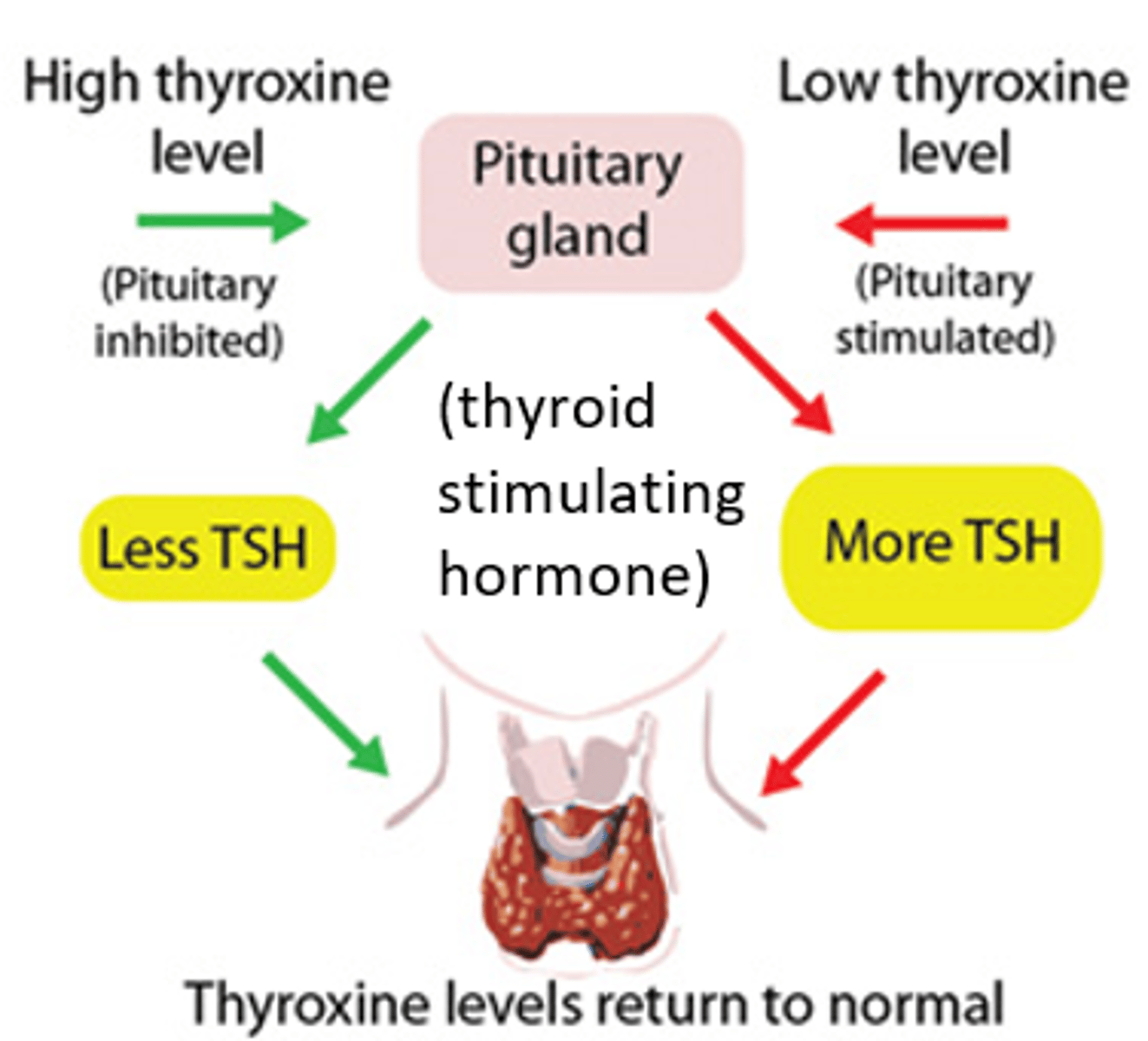 <p>Hypothyroidism: (TOO LITTLE)</p><p>1. The hypothalamus detects a low thyroxine level in the blood</p><p>2. More TSH is released by the pituitary gland</p><p>3. TSH stimulates the thyroid gland to make thyroxine</p><p>4. The hypothalamus detects the normal rate of thyroxine in the blood</p><p>Hyperthyroidism: (TOO MUCH)</p><p>1. The hypothalamus detects a high thyroxine level in the blood</p><p>2. Less TSH is released by the pituitary gland</p><p>3. TSH stops stimulating the thyroid gland to make thyroxine</p><p>4. The hypothalamus detects the normal rate of thyroxine in the blood</p>