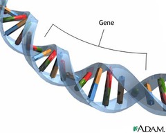 <p>The genotype is the genetic constitution of an organism</p>