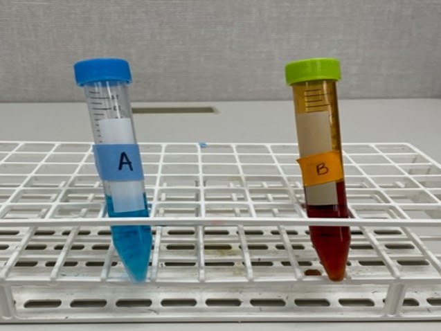 <p><span>A (blue) and B (orange) are a before and after for a chemical test. Which macromolecule reagent test was most likely performed?</span></p>