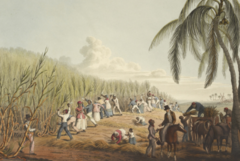 <p>Owners of the plantations, large- scale merchants; wealthy upper class whites. ("Big Whites")</p>