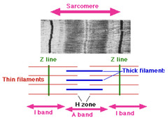 <p>region of the sarcomere across which myosin filaments extend</p>