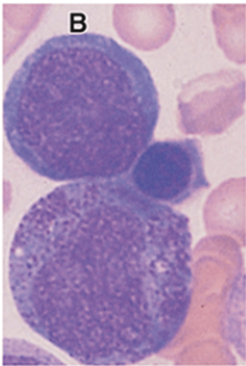 <p>Describe the cytoplasm of a basophilic erythroblast.</p>