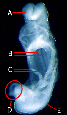 <ol><li><p>Label A, B, C, D and E</p></li><li><p>What view is this?</p></li></ol><p></p>
