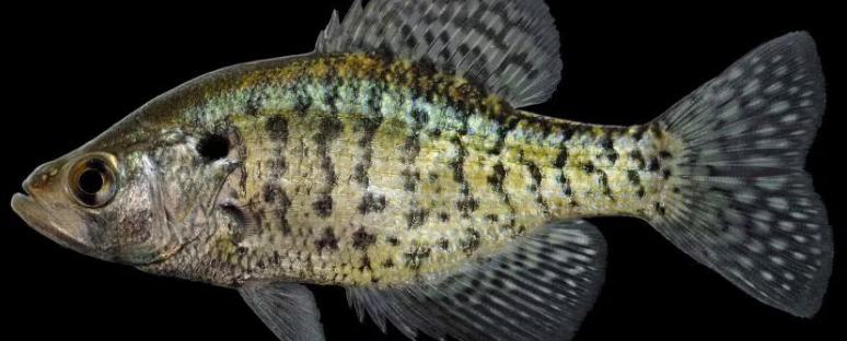 <p>Pomoxis annularis</p><p>nonnative</p><p>laterally compressed, vertical black bars rather than black spots like black crappie, only 5-6 spines in dorsal fin, spawning males can become dark colored</p>