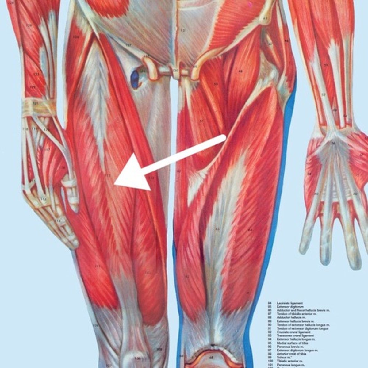 <p>What is this muscle?</p>