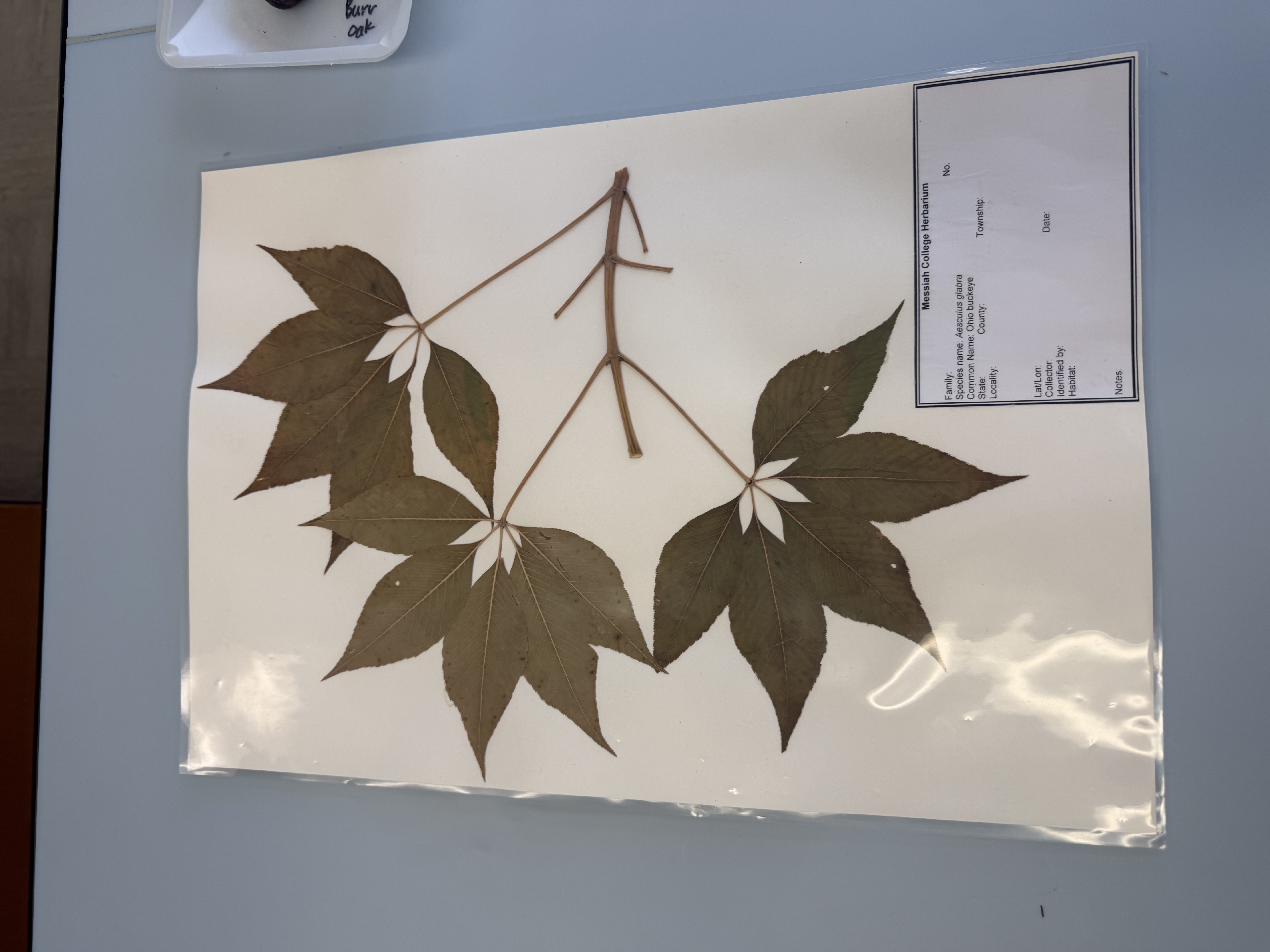 <p>aesculus glabra</p>