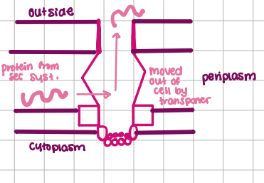 <p>transport protein, virulence and exoenzymes, SEC-Dependent</p><p></p>