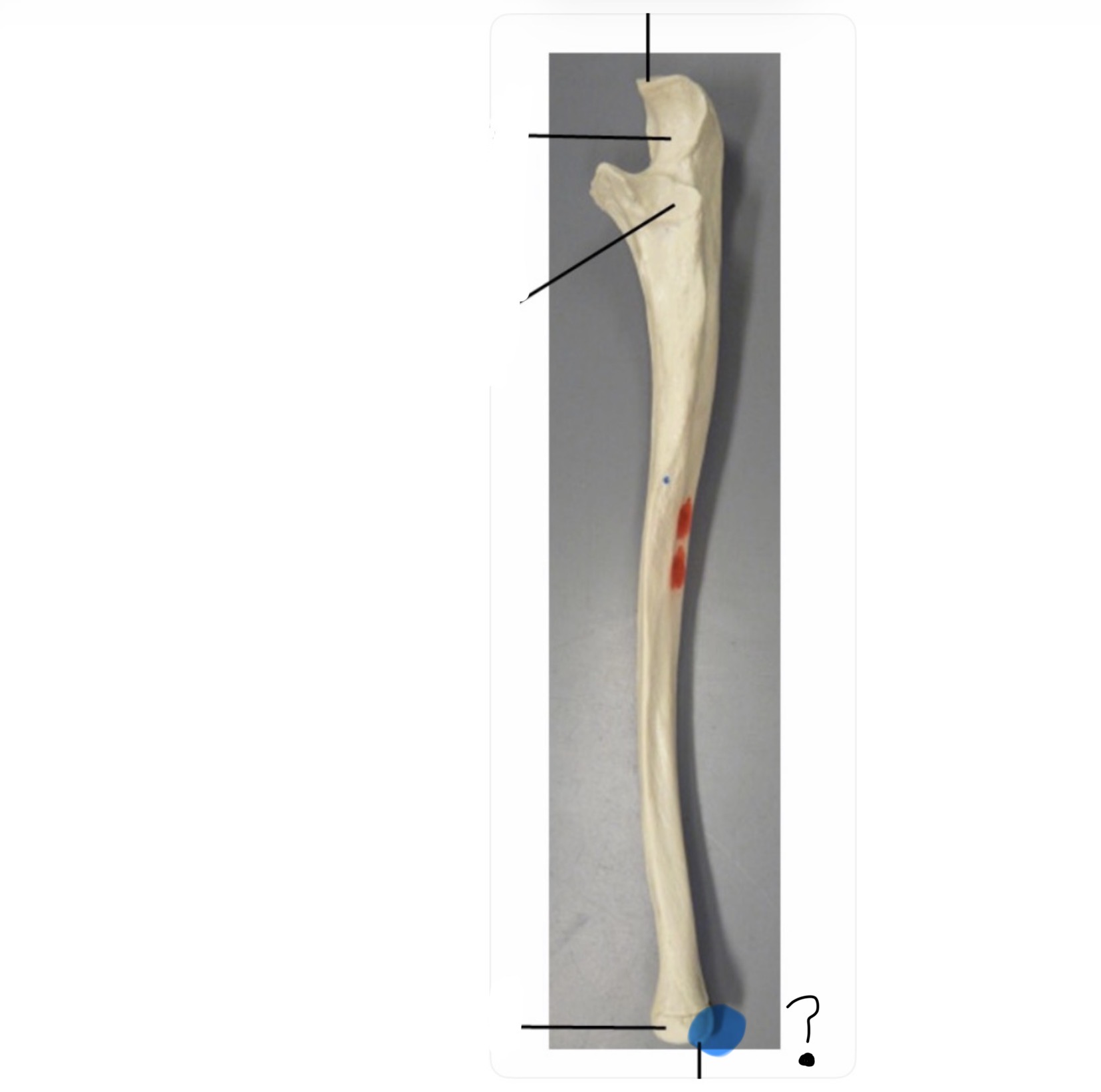 <p>Bone name and structure</p>