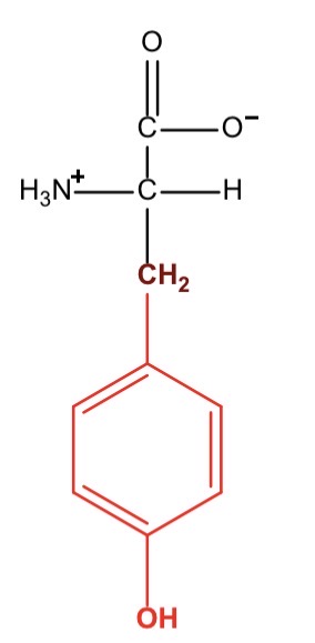 term image