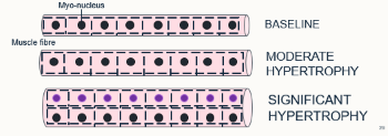 <ul><li><p>Nuclei can only govern a defined volume of cytoplasm </p></li><li><p>Growth requires more nuclei </p></li><li><p>Bigger muscles = more nuclei + available satellite cells </p></li></ul><p></p>