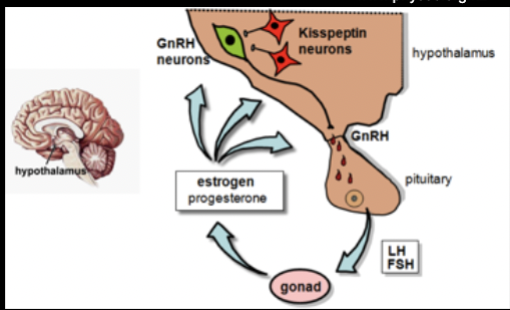 <ul><li><p>“gatekeeperes” for GnRH</p></li><li><p>neuropeptides by hypothalamus</p></li><li><p>appears to act directly on GnRH neurons to stimulate GnRH secretion</p></li><li><p>Important regulator of sexual differentiation of the brain (puberty)</p></li><li><p>Important regulator of seasonality</p></li><li><p>Affected by pheromones, stress, photoperiod, nutrition, age, etc.</p></li></ul><p></p>