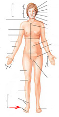 <p>Toes</p>