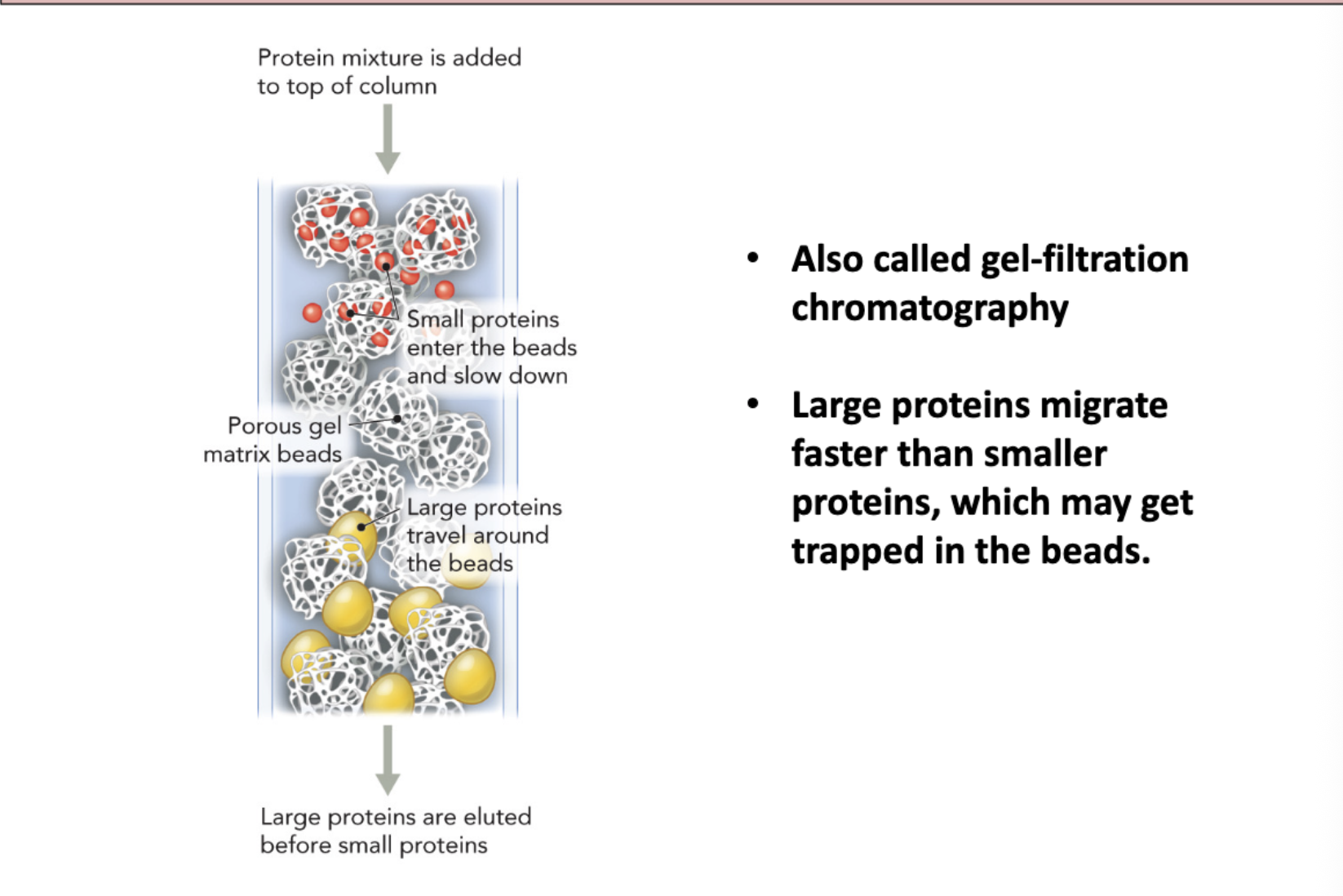 <p>Column chromatography used porous beads to filter through differed sized proteins. The smaller the protein the more it will get stuck in the beads. Larger proteins fall down the column faster.</p>