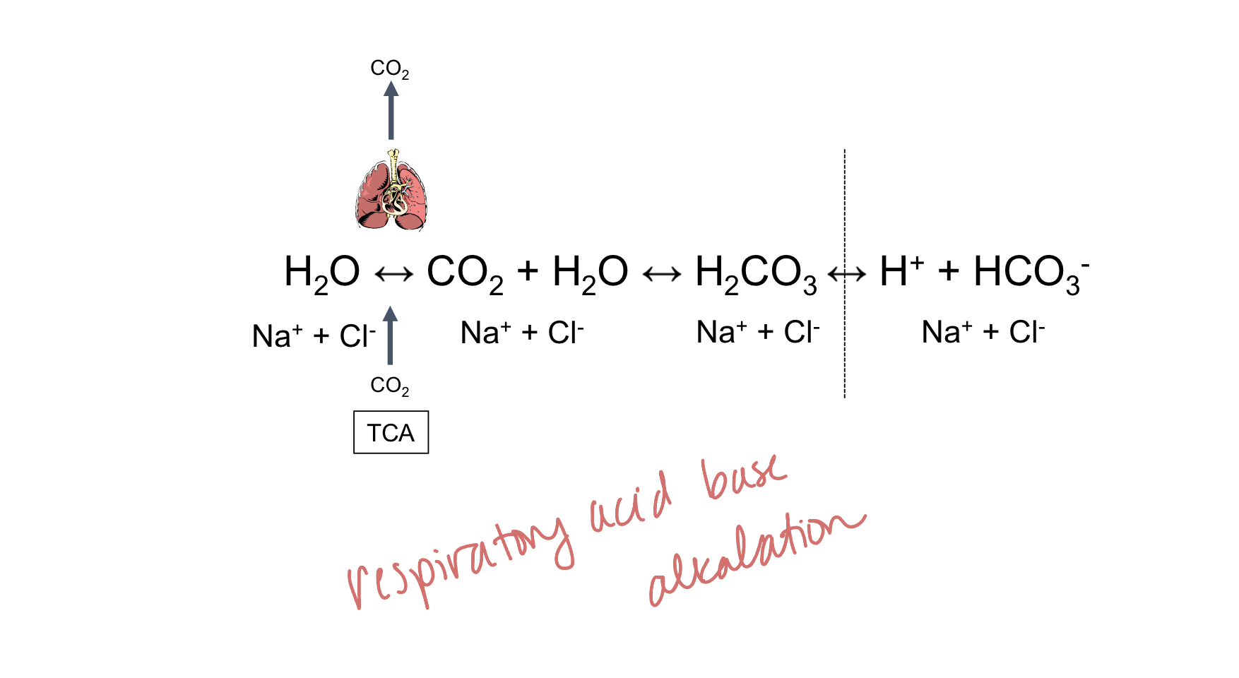 <p>respiratory acid base alkylation</p>