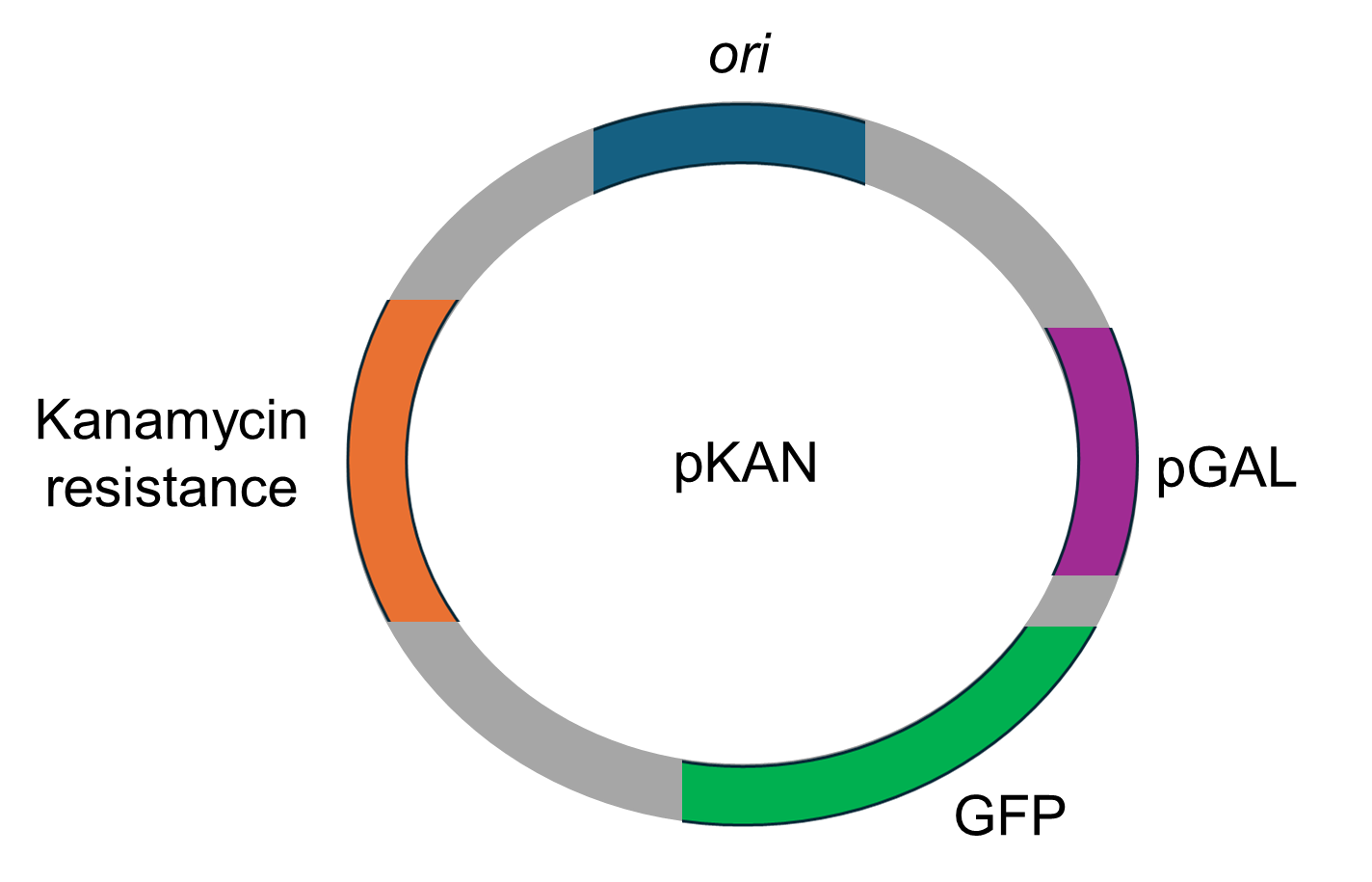<p><span>Because of your experience with bacterial transformation and the use of green fluorescent protein (GFP), you obtain a summer research position in a laboratory. In this lab, scientists use a plasmid called </span><strong>pKAN</strong><span>, which has features similar to the pGLO plasmid used in this course, with some modifications.<strong> A map of the pKAN plasmid is shown below (look at it very carefully!)</strong> How would you need to adjust your experimental design and culture conditions after transforming </span><em>E. coli</em><span> with the pKAN plasmid if:</span></p><ol><li><p>Your goal is to select only the bacteria that have successfully taken up the plasmid?</p></li><li><p>Your goal was to determine if bacteria survived the transformation experiment?</p></li></ol><p></p>