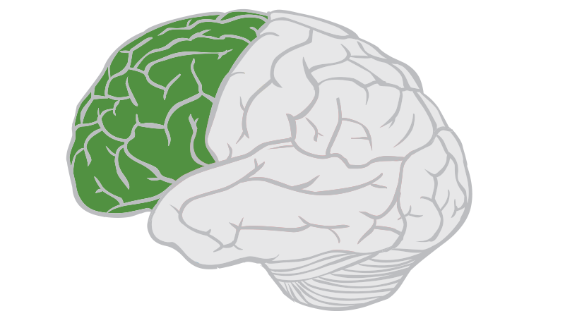 <ul><li><p><span style="background-color: transparent;">Function: higher level cognitive skills, <u>decision-making,</u> problem solving, executive functioning, initiation of movement and inhibition of impulses</span></p></li><li><p><span style="background-color: transparent;">&nbsp;Linked to personality</span></p></li></ul><p></p>