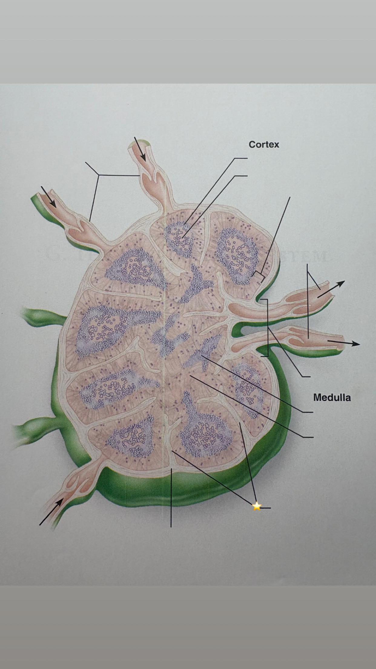<p>label the starred structure</p>