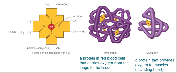 <ul><li><p><span style="font-family: "Arial (Body)";"><strong>Participates in oxidation-reduction reactions</strong></span></p><ul><li><p><span style="font-family: "Arial (Body)";">Also referred to as redox reaction (transfer of electrons)</span></p></li><li><p><span style="font-family: "Arial (Body)";">Example; Fe<sup>+2</sup> </span><span data-name="left_right_arrow" data-type="emoji">↔</span><span style="font-family: "Arial (Body)";"> Fe<sup>+3</sup> +e<sup>-</sup></span></p></li></ul></li></ul><p>(Fe2→ reduced form)</p><p>(Fe3→ oxidized form)</p><ul><li><p><span style="font-family: "Arial (Body)";">Major component of hemoglobin and myoglobin</span></p><ul><li><p><span style="font-family: "Arial (Body)";">Transports oxygen and carbon dioxide</span></p></li></ul></li></ul><ul><li><p><span style="font-family: "Arial (Body)";"><strong>Participates in energy metabolism</strong></span></p><ul><li><p><span style="font-family: "Arial (Body)";">Performs as a cofactor in enzymes in energy metabolism</span></p></li><li><p><span style="font-family: "Arial (Body)";">Part of cytochromes in the mitochondria</span></p></li></ul></li><li><p><span style="font-family: "Arial (Body)";"><strong>Immune function</strong></span></p><ul><li><p><span style="font-family: "Arial (Body)";">Needed to produce lymphocytes and macrophages</span></p></li><li><p><span style="font-family: "Arial (Body)";">Protects cell membranes from free radical damage</span></p></li></ul></li><li><p><span style="font-family: "Arial (Body)";"><strong>Needed for brain function</strong></span></p><ul><li><p><span style="font-family: "Arial (Body)";">Helps enzymes involved in the production of neurotransmitters</span></p><ul><li><p><span style="font-family: "Arial (Body)";">Dopamine, epinephrine, norepinephrine, and serotonin</span></p></li></ul></li><li><p><span style="font-family: "Arial (Body)";">Deficiency during the early years of childhood is associated with decreased cognitive ability during the later school years.</span></p></li></ul></li></ul><p></p>