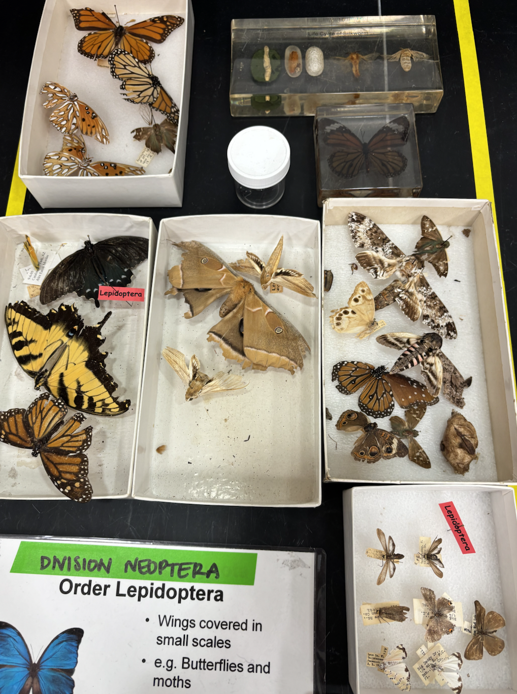 knowt flashcard image