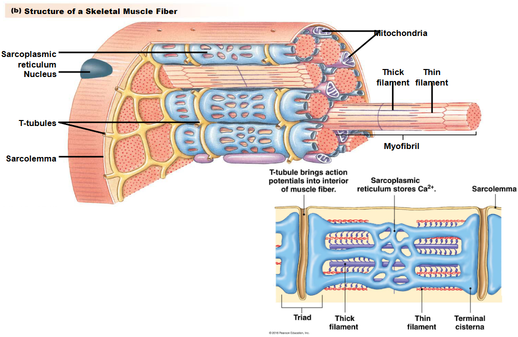 <p>An axon potential travels onto a muscle fiber via a motor neuron, then acetylcholine goes onto ligan gated channels, Na+ rushes in and K+ leaks out causing a depolarization (action potential), this action potential travels down the sarcolemma and down T-tubules, this triggers Ca+ ions to flood into cell and then contract via revealing the Myosin sites on actin after Ca+ binds to Troponin </p>
