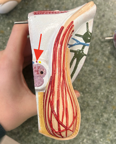 <p>located superior to the corpora cavernosa and supply the erectile tissue with blood</p>