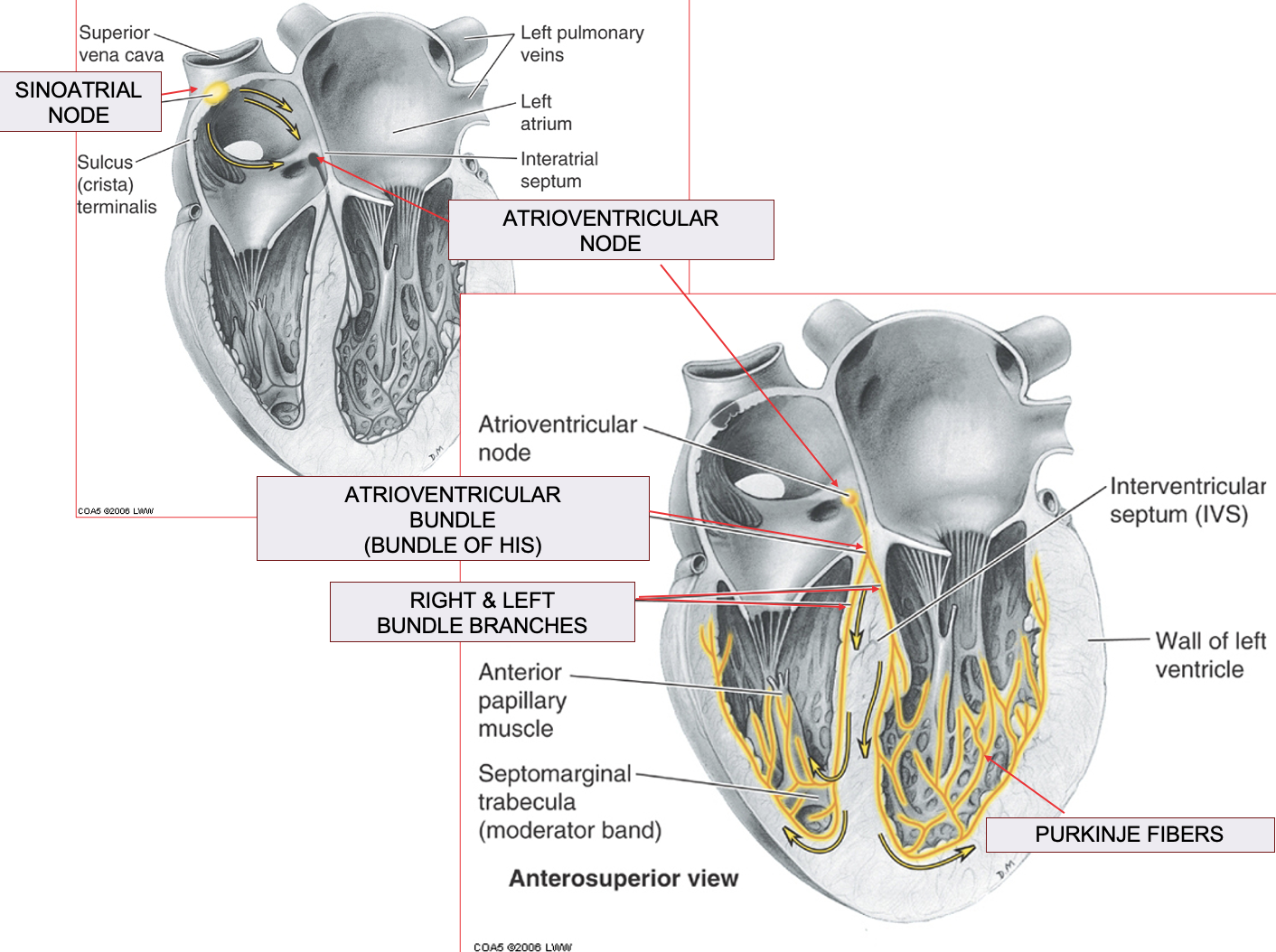 <p><span>•<strong>Sinoatrial node </strong>– Specialized cardiac muscle cells, <strong>initiates conducting impulse</strong></span></p><p><span>•Impulse transmits to <strong>Atrioventricular node</strong></span></p><p><span>•Impulse is distributed through<strong> Atrioventricular bundle (Bundle of His)</strong></span></p><p><span>•<strong>Purkinje Fibers</strong> then transmit the impulse to the right and left ventricle for simultaneous contraction</span></p><p><span>–Fibers also run through the <strong>Moderator Band </strong>found in the right ventricle between the interventricular septum and the anterior papillary muscle</span></p>