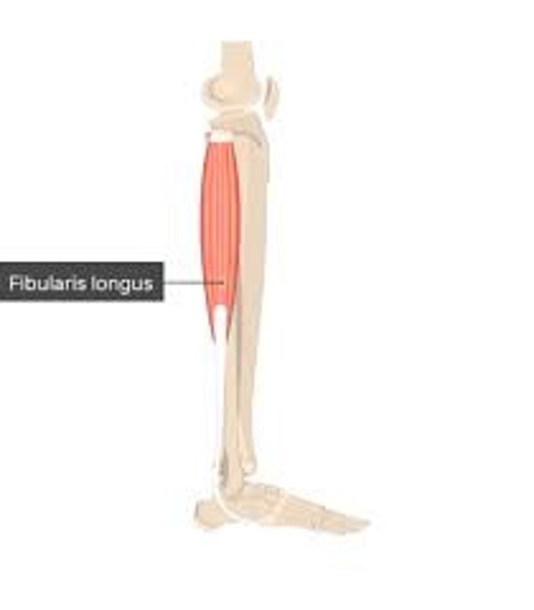 <p>origin: fibula</p><p>insertion: first metatarsal and medial cuneiform</p><p>action: plantar flexion and foot eversion</p>