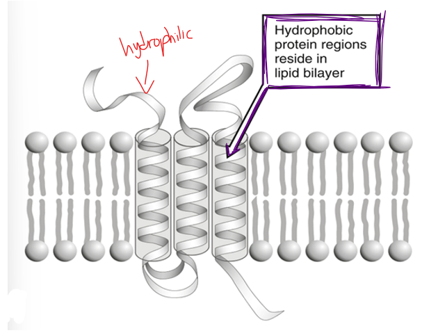 <p><span> </span>outside of the membrane</p><p>Aka in the aqueous solution (polar)</p>