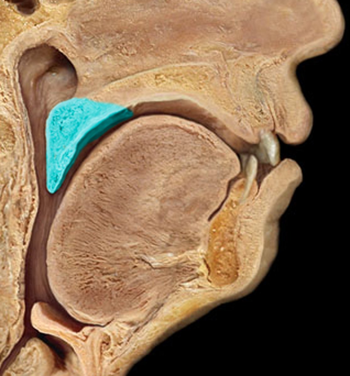 <p>the fleshy flexible part of the palate toward the back of the mouth</p>