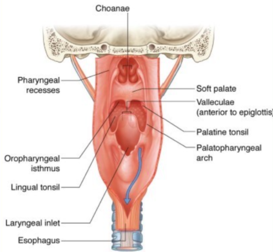 knowt flashcard image