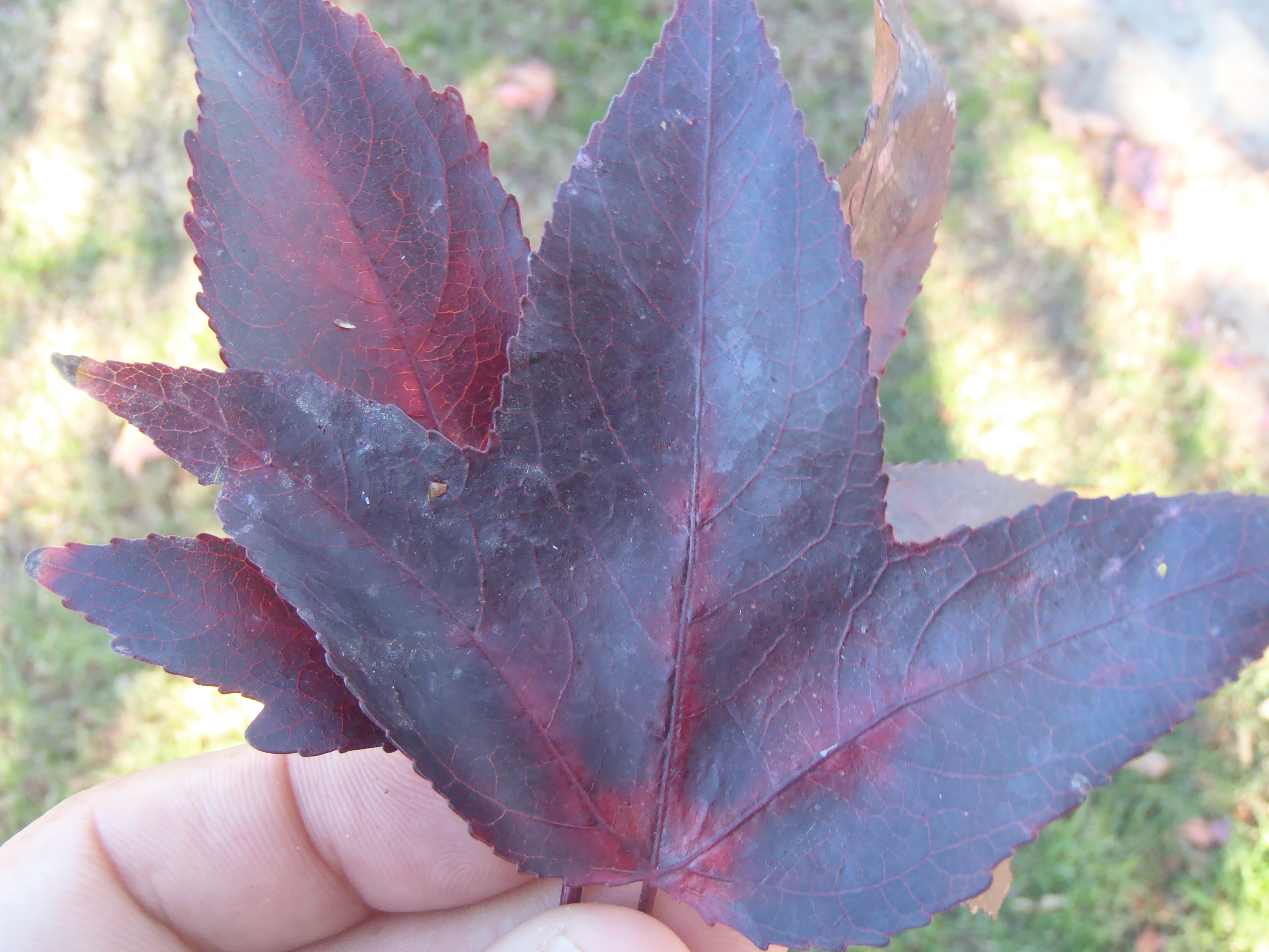 <p>Liquidambar styraciflua - American Sweetgum</p>