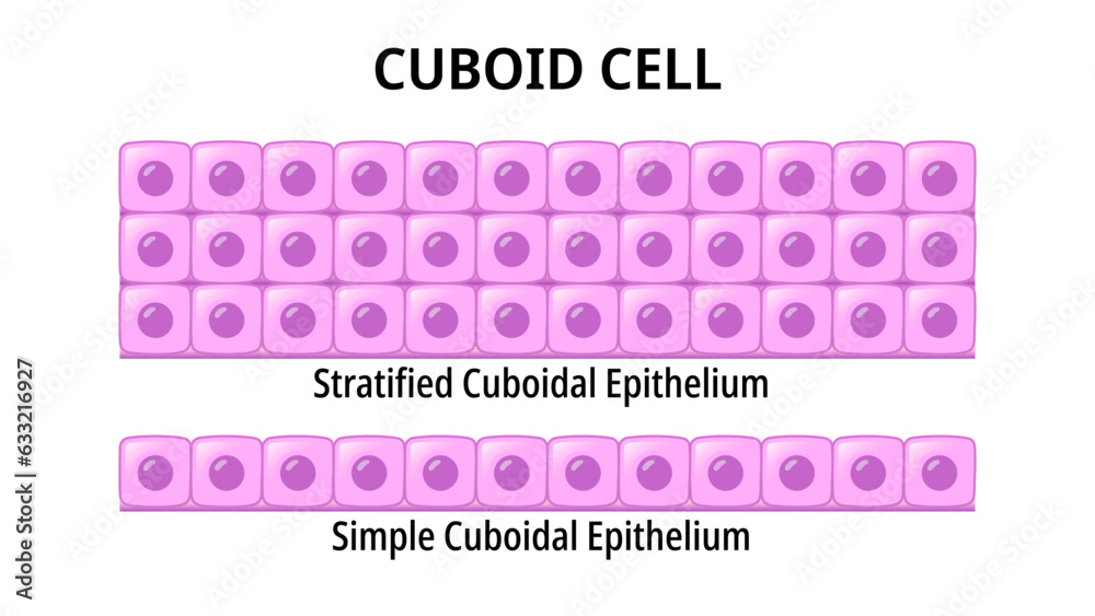 <p>Squarish front section </p><p>Equal in height and width </p><p>Found in: liver</p>