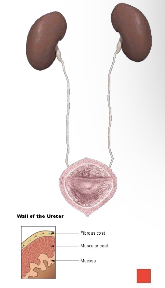 <p>How is the urine propelled into the bladder?</p>