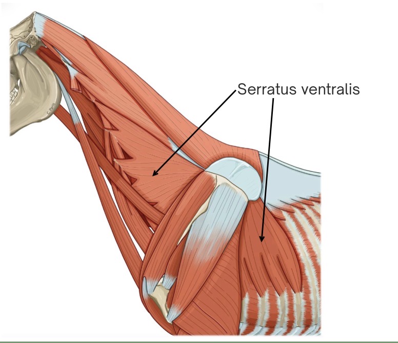 <p>the serratus ventralis m. acts like a sling to attach the forelimb to the body</p><p>the dorsoscapular ligament connects the trunk (via thoracolumbar fascia) to the medial surface of the scapula</p><p>reinforces the serratus ventralis m. </p>