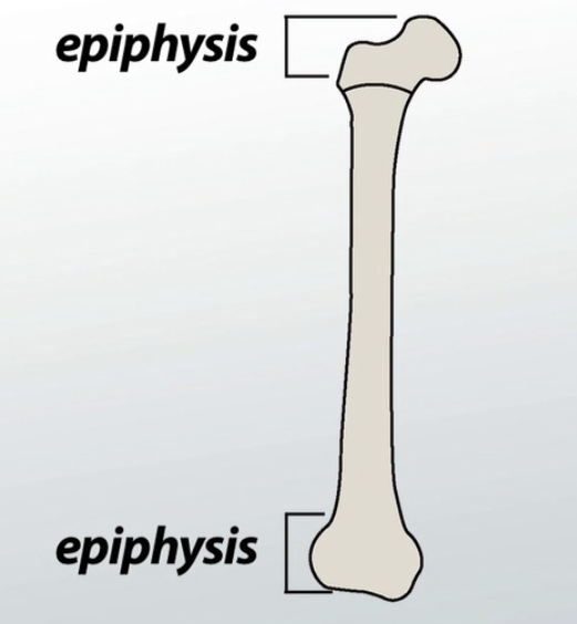 <p>Define Epiphysis</p>