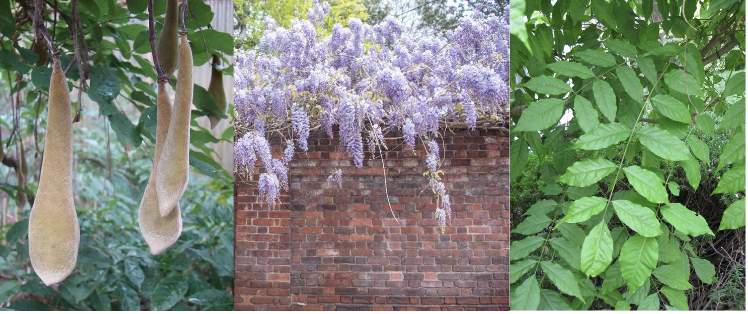 <p>Family<br>Genus<br>Species<br>Common Name</p>