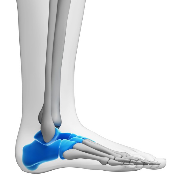 <p>tarsal </p>