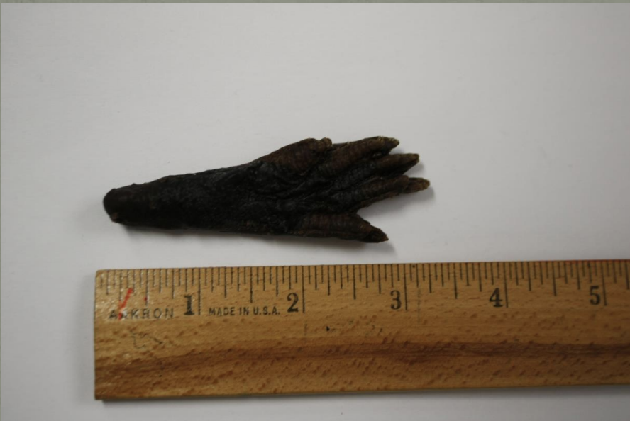 <p>Name this animal track</p>