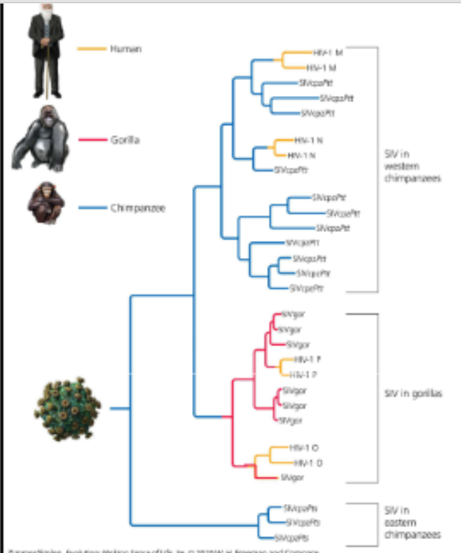 <p>How does phylogenetic analysis allow us to understand:</p><p>a. The origin(s) of HIV</p><p>b. Sources of infection</p>