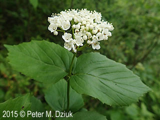 <p>Vibernum rafinesqueanum</p>